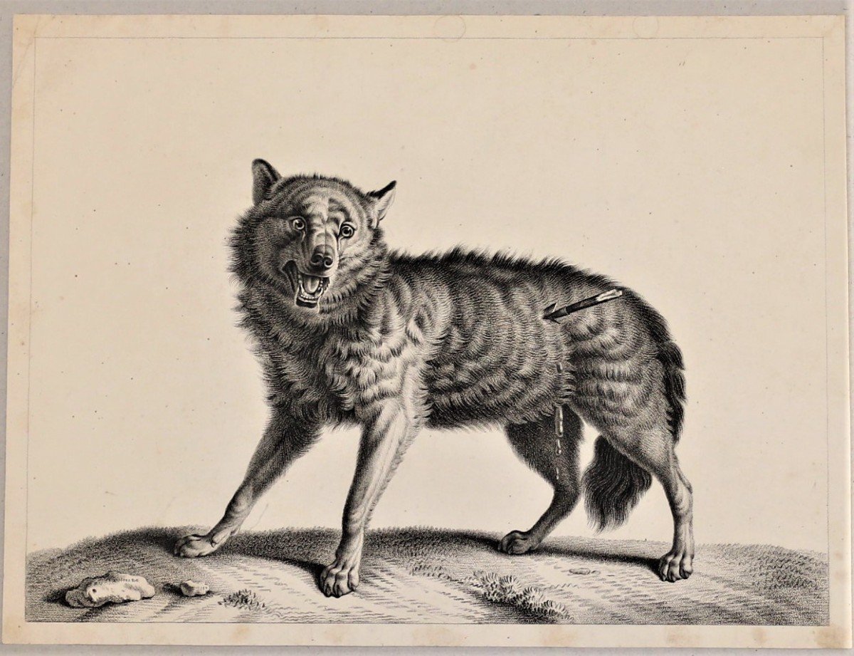 Huet - Loup - Rare épreuve Sur Papier Vélin, C. 1810