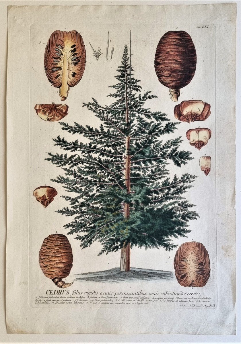 Ehret And Trew - Cedar - C. 1760