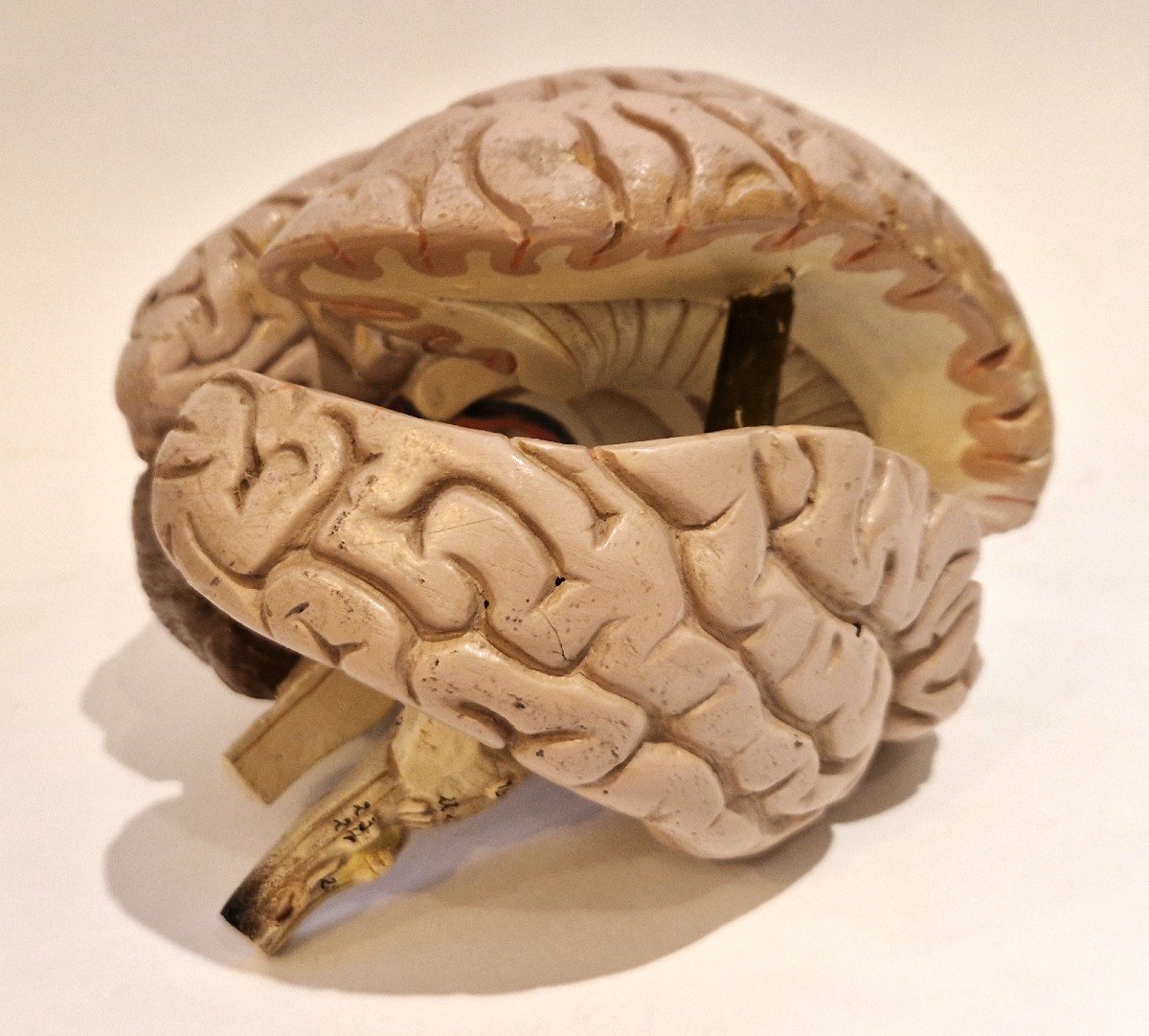 Plaster Brain Model, Mid-20th Century-photo-2