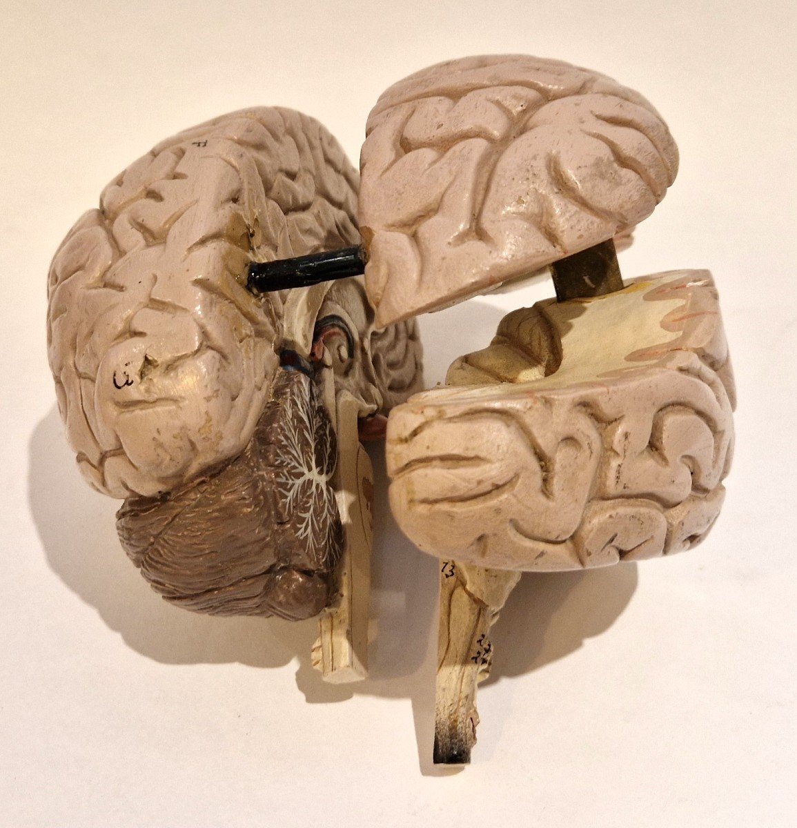 Plaster Brain Model, Mid-20th Century-photo-3