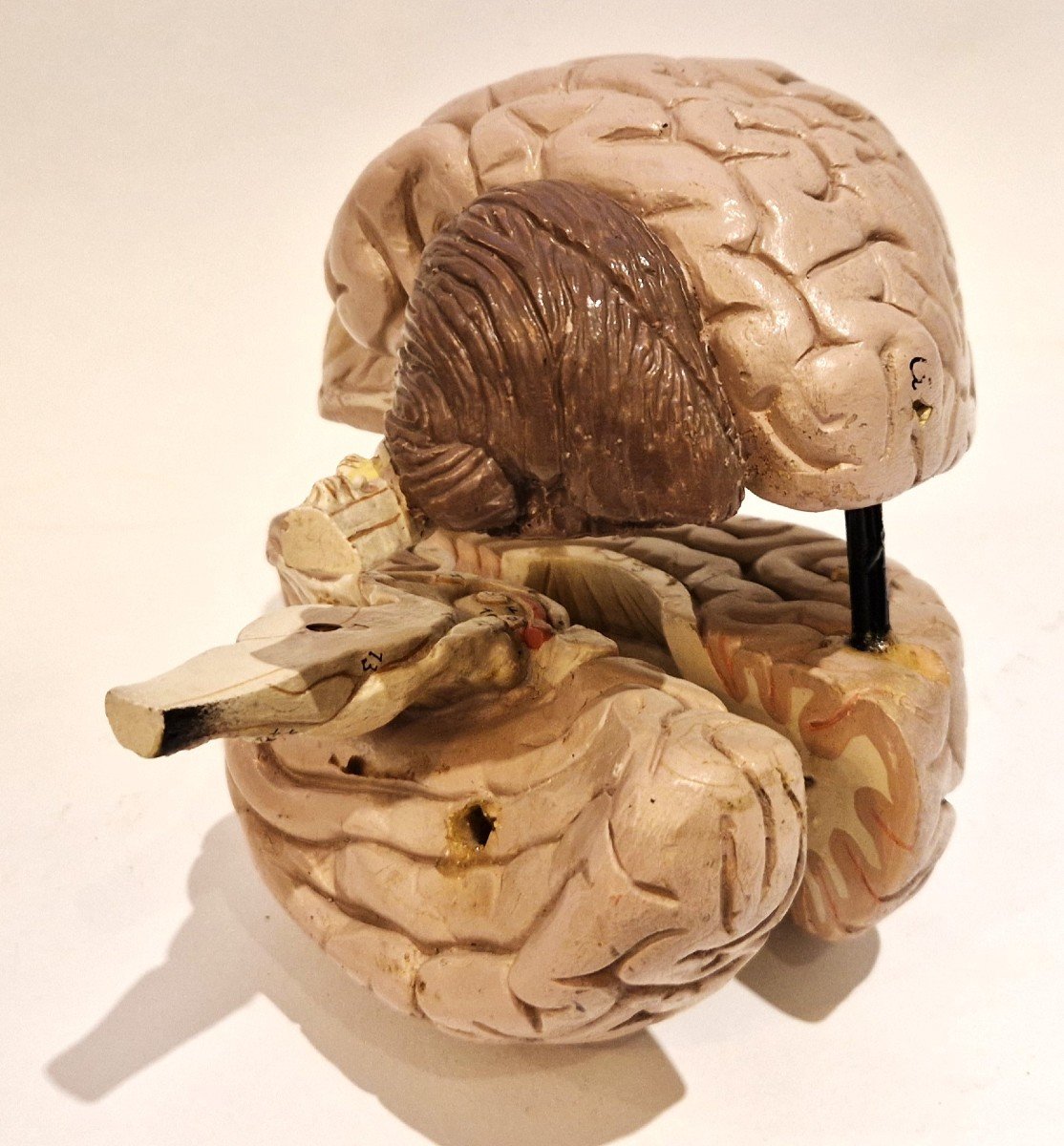 Plaster Brain Model, Mid-20th Century-photo-4