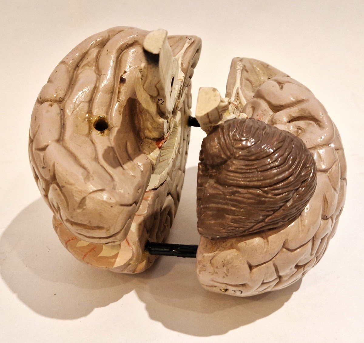 Plaster Brain Model, Mid-20th Century-photo-1