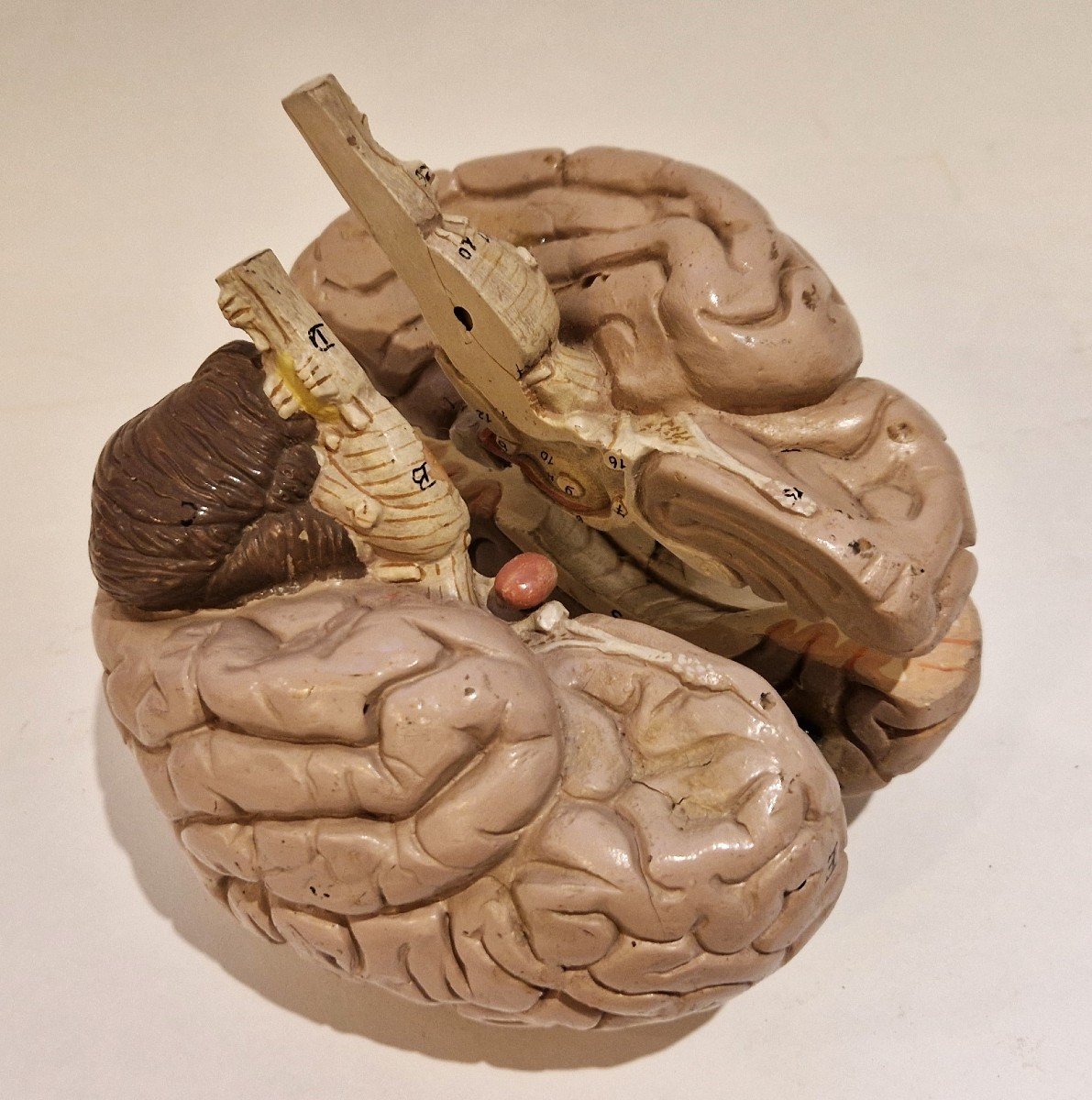 Plaster Brain Model, Mid-20th Century-photo-2