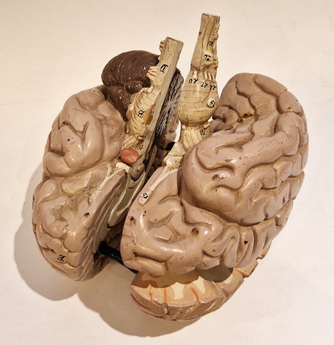 Plaster Brain Model, Mid-20th Century-photo-3