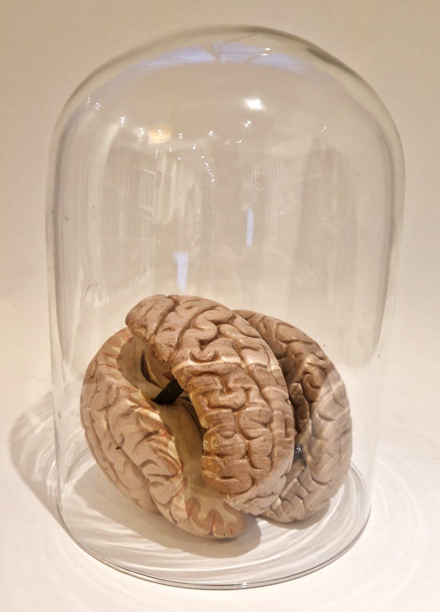 Plaster Brain Model, Mid-20th Century-photo-5