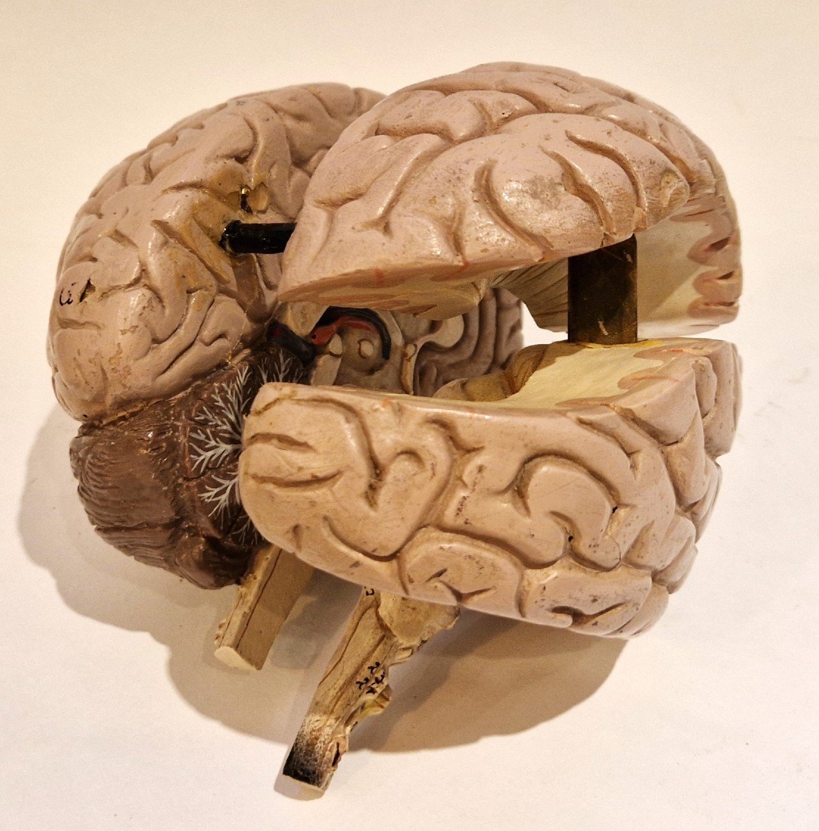 Plaster Brain Model, Mid-20th Century