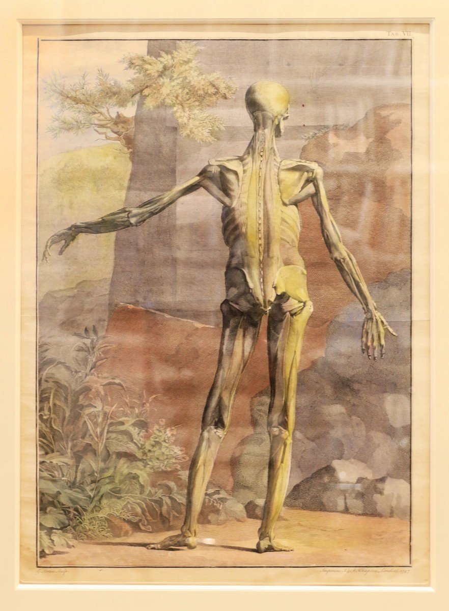 Albinus - Deux Estampes anatomie – 1749-photo-2