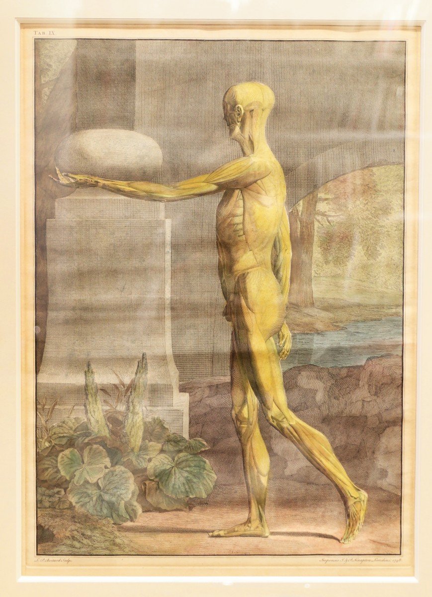 Albinus - Deux Estampes anatomie – 1749-photo-4