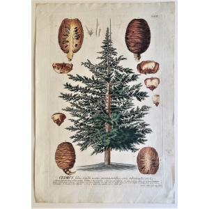 Ehret And Trew - Cedar - C. 1760