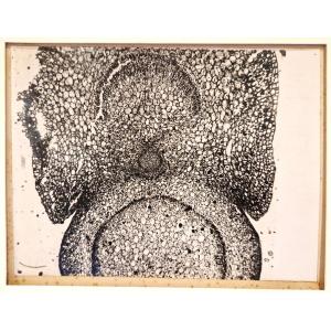 Large Photomicrograph Of An Acanthaceae, 1910-1920