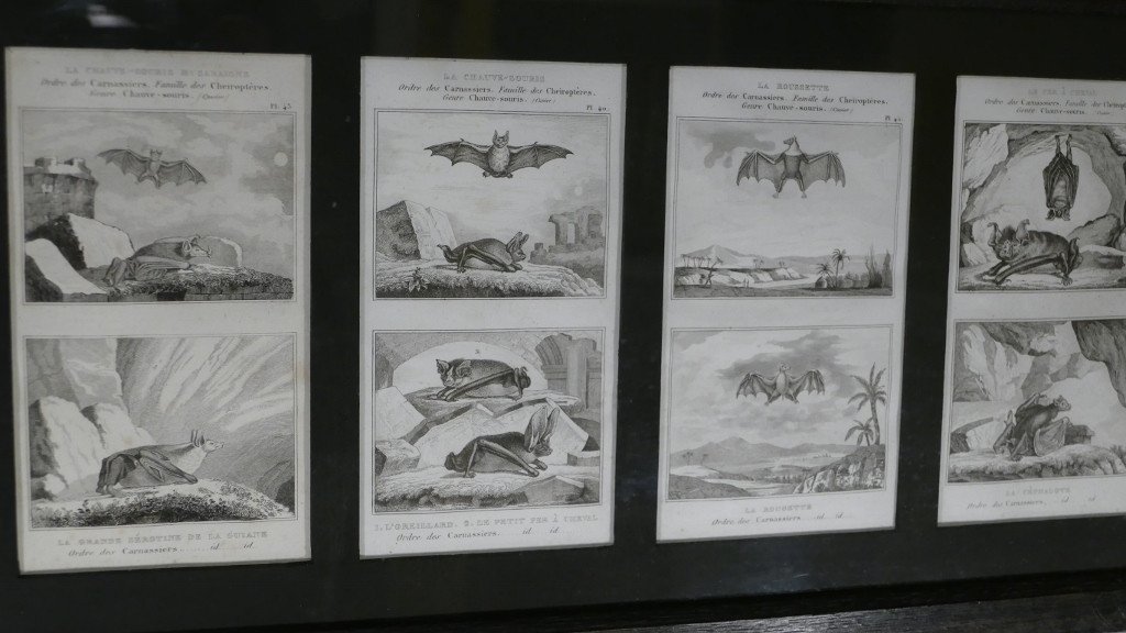   6 Gravures Encadrées d'Après Buffon, Série Des Chauves-souris, Début XIX ème -photo-4