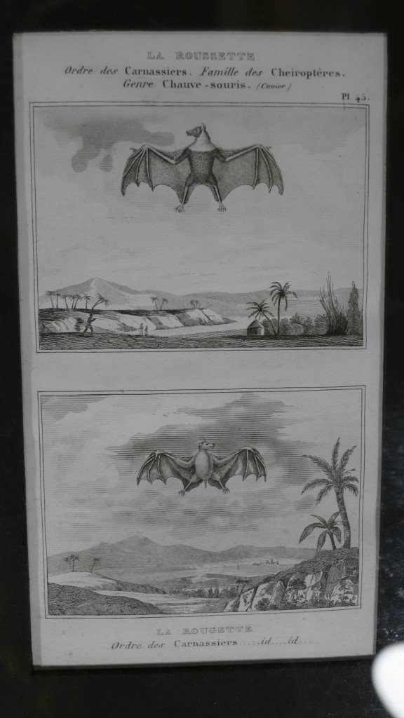 6 Framed Prints After Buffon, Series Of Bats, Early XIXth-photo-2