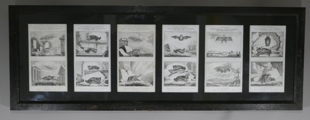 6 Framed Prints After Buffon, Series Of Bats, Early XIXth