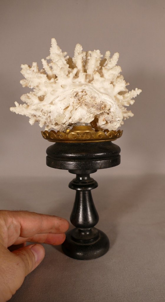 Bush Coral On Blackened Wooden Base, Cabinet Of Curiosities-photo-3