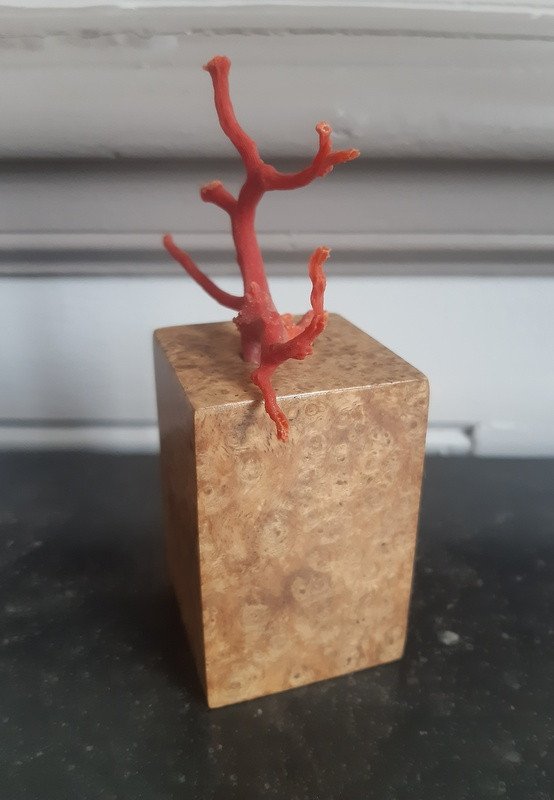 Pretty Branch Of Natural Red Coral Of Japanese Inspiration On A White Amboyna Base-photo-4