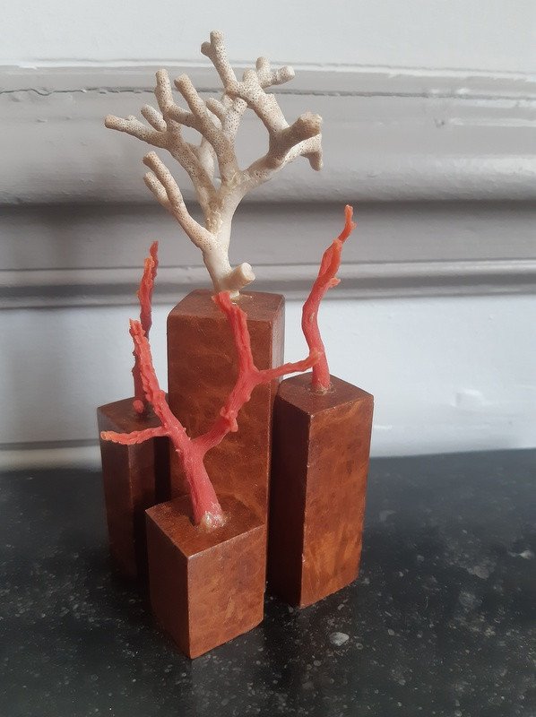 Set Of Branches Natural Red Coral Branch On An Amboyna Base