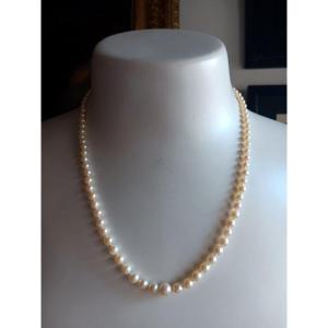 Beautiful Necklace Of 93 Cultured Pearls In Fall And 18 Carat Gold Clasp