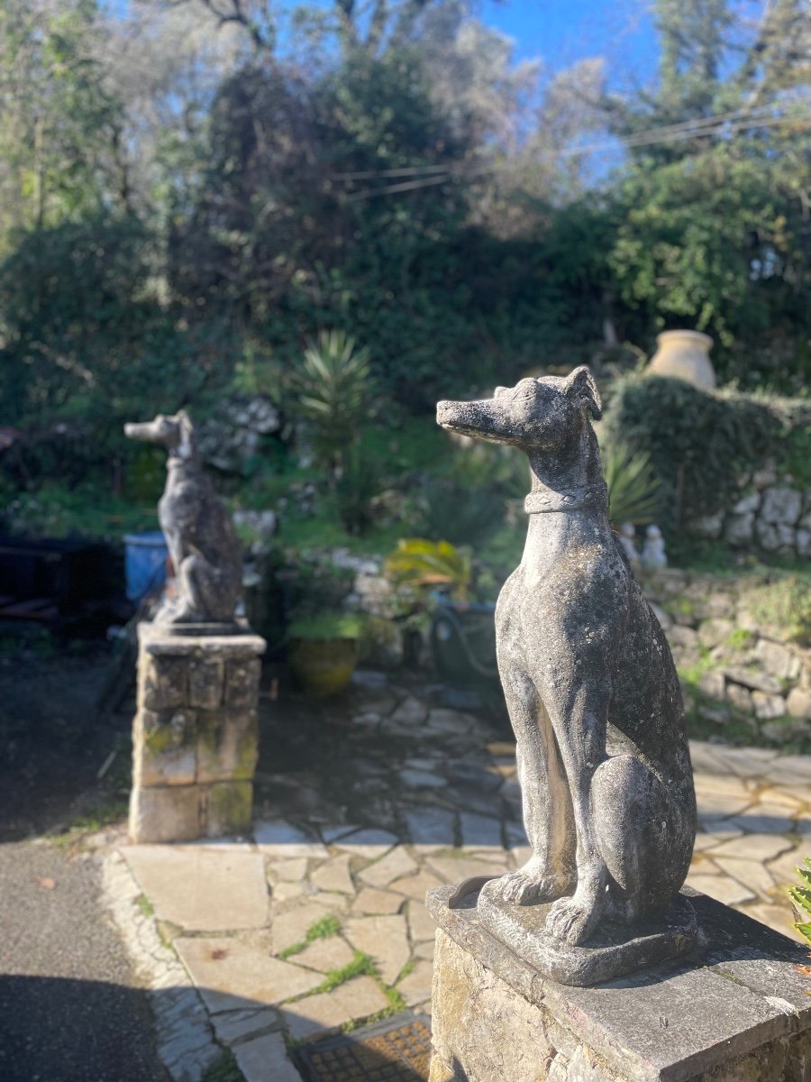 Pair Of Greyhounds In Reconstituted Stone Around 1960 20th Century Period -photo-2