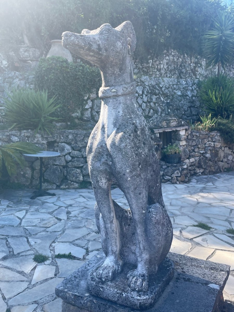 Pair Of Greyhounds In Reconstituted Stone Around 1960 20th Century Period -photo-5