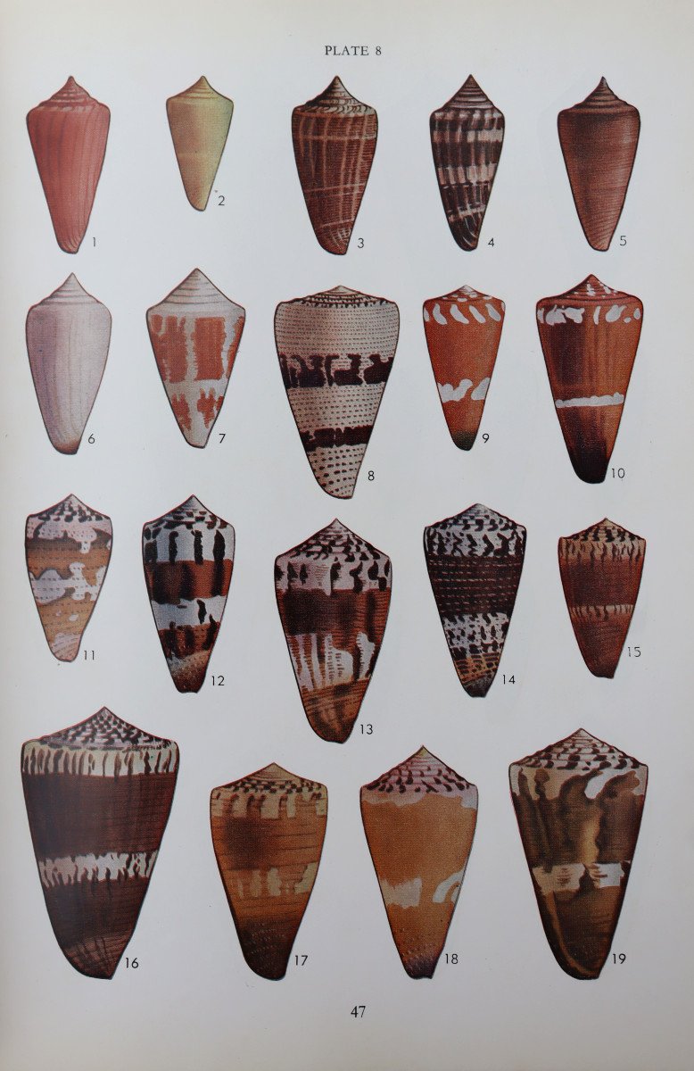 Marsh And Rippingale : “cone Shells Of The World”-photo-3