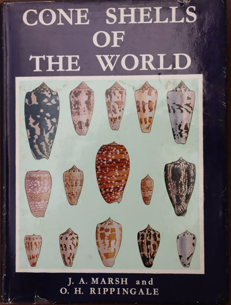 Marsh And Rippingale : “cone Shells Of The World”