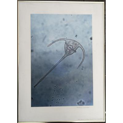 Scientific Photo 1: Aquatic Diatomy