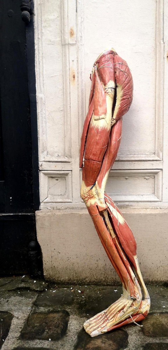 Auzoux Clastic Anatomy Model Lower Human Limb-photo-4