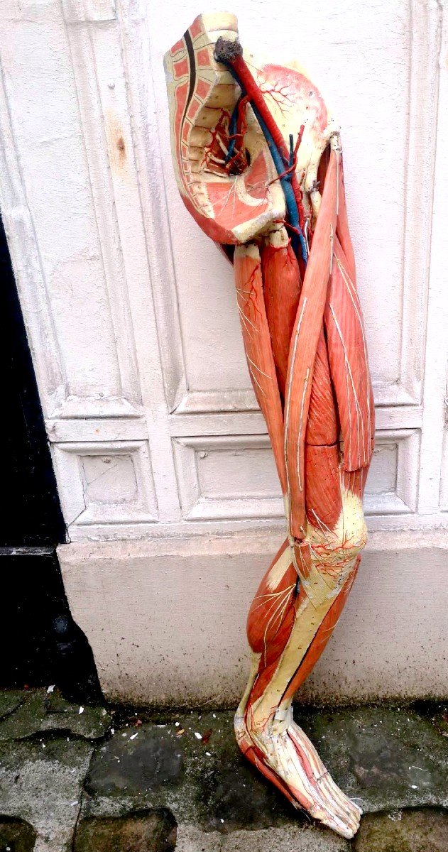 Auzoux Clastic Anatomy Model Lower Human Limb