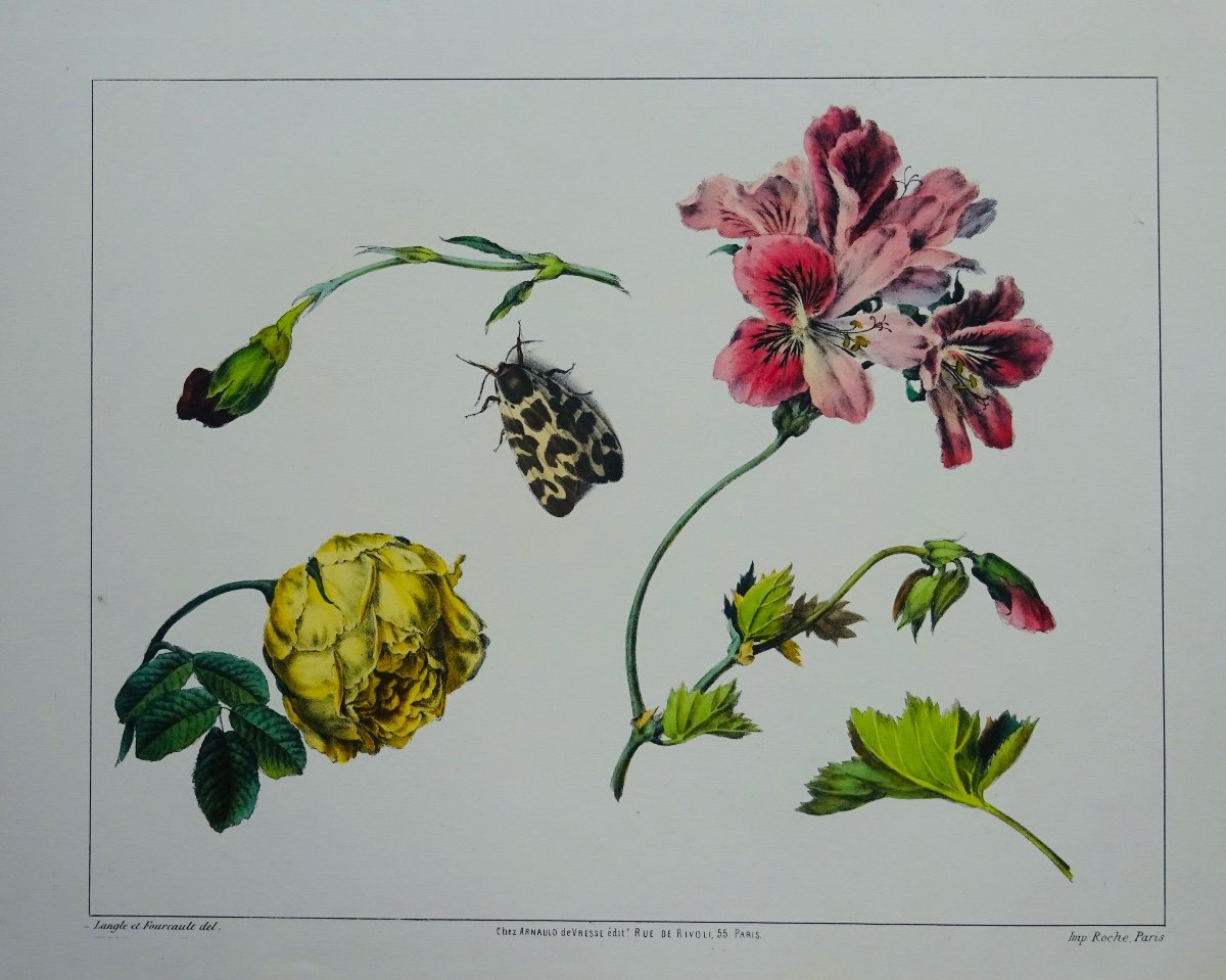 LANGLE (Victor) - Album de fleurs, fruits, oiseaux, insectes et coquilles. Chez Vresse, 1843.-photo-2