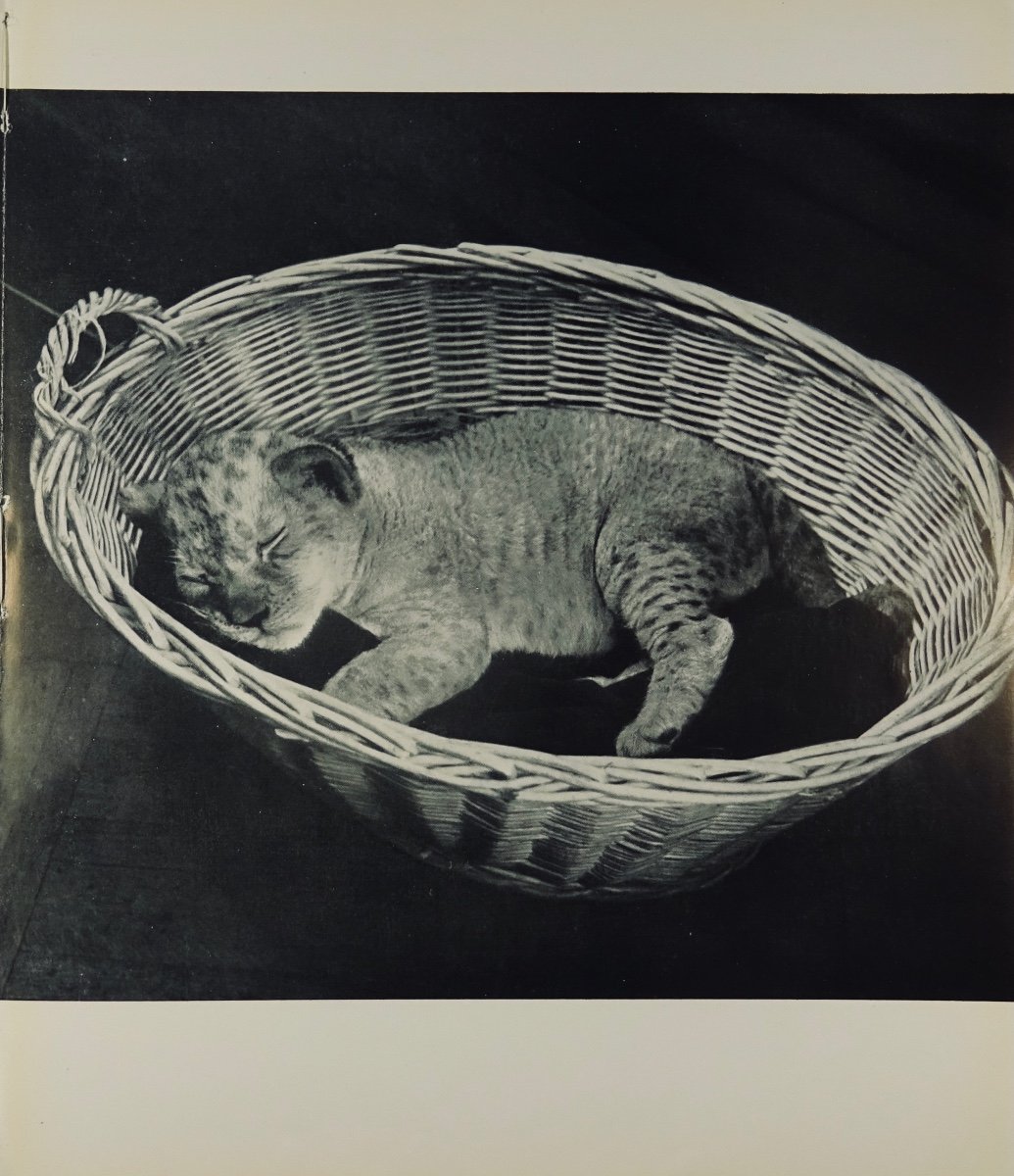 PRÉVERT (Jacques) - Le Petit lion. Arts & Métiers Graphiques, 1949 et dédicacé par l'auteur.-photo-2