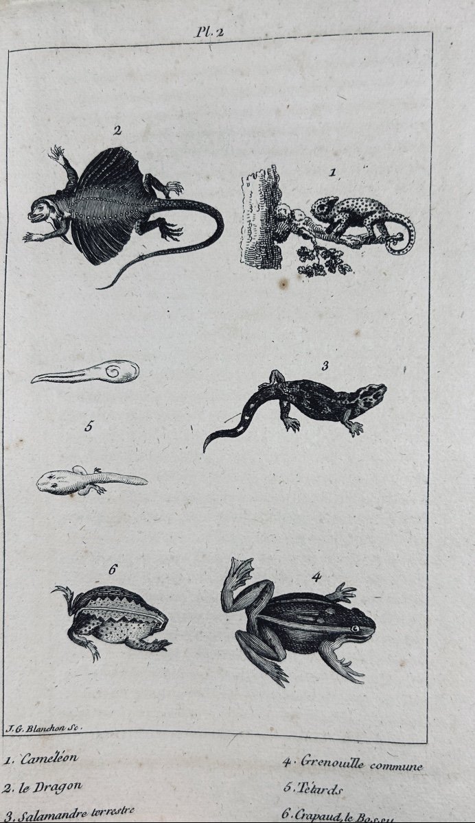 PUJOULX (J.-B.) - Le livre du second âge, ou l'histoire naturelle. Chez Gide, 1805, broché.-photo-1