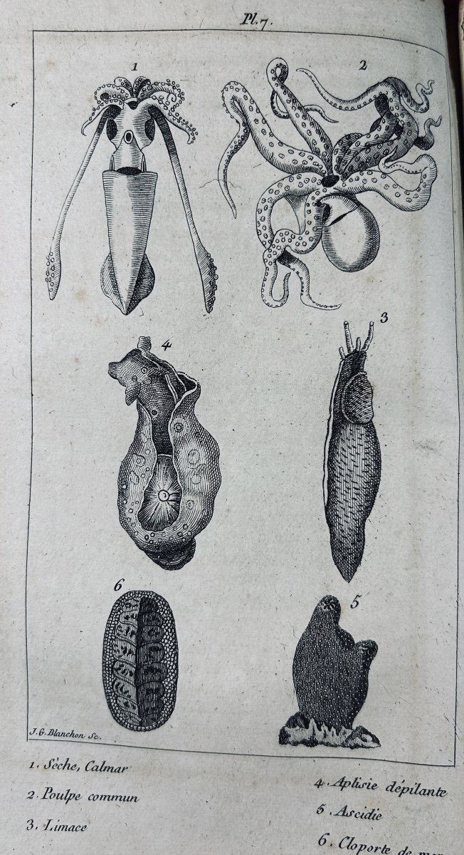 PUJOULX (J.-B.) - Le livre du second âge, ou l'histoire naturelle. Chez Gide, 1805, broché.-photo-3