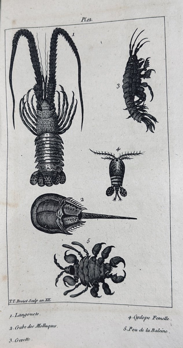 PUJOULX (J.-B.) - Le livre du second âge, ou l'histoire naturelle. Chez Gide, 1805, broché.-photo-6