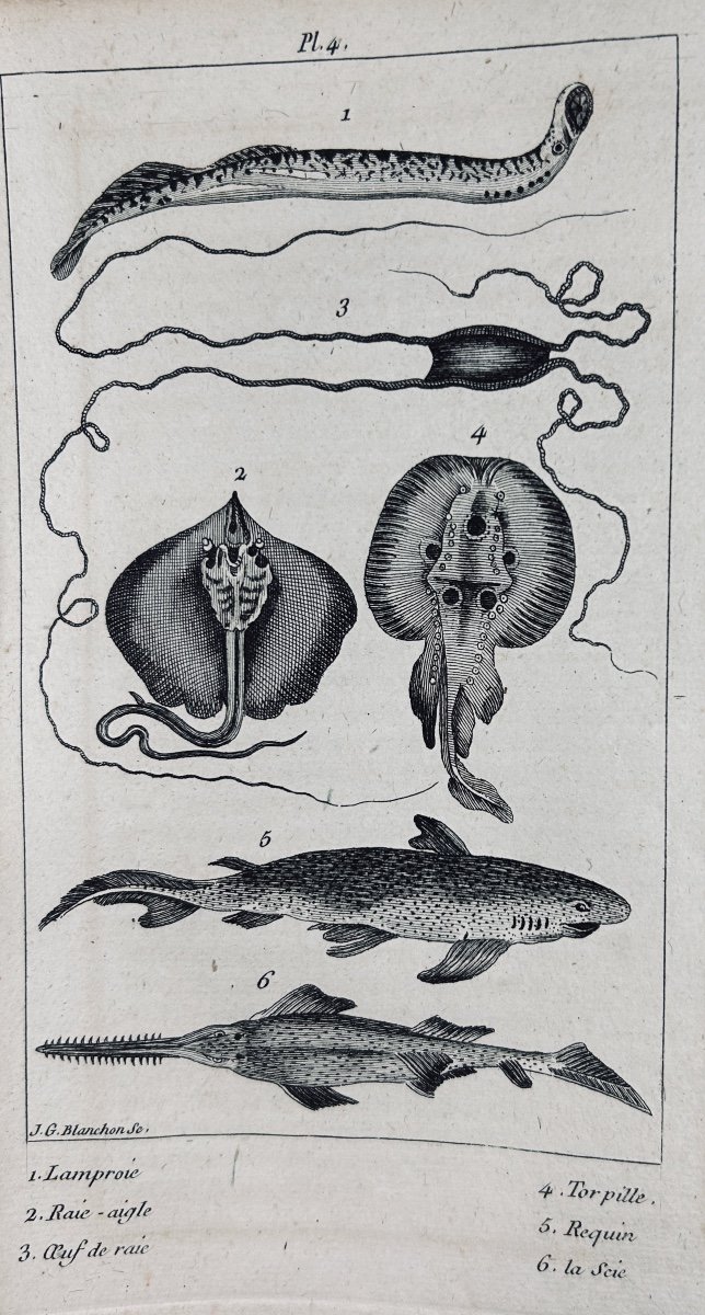 PUJOULX (J.-B.) - Le livre du second âge, ou l'histoire naturelle. Chez Gide, 1805, broché.