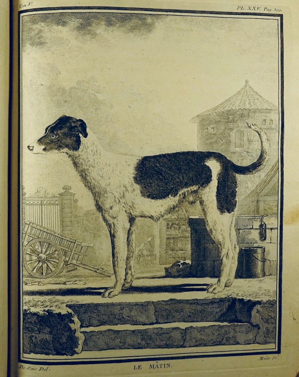 BUFFON - Histoire naturelle.  Édition de 1749 : 15 volumes, 576 gravures d'animaux. -photo-3