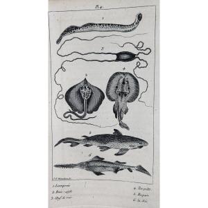 PUJOULX (J.-B.) - Le livre du second âge, ou l'histoire naturelle. Chez Gide, 1805, broché.