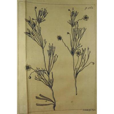Livre En Latin De 1742. Rare Ouvrage En Latin Recensant Les Plantes d'Alsace. 7 Planches.