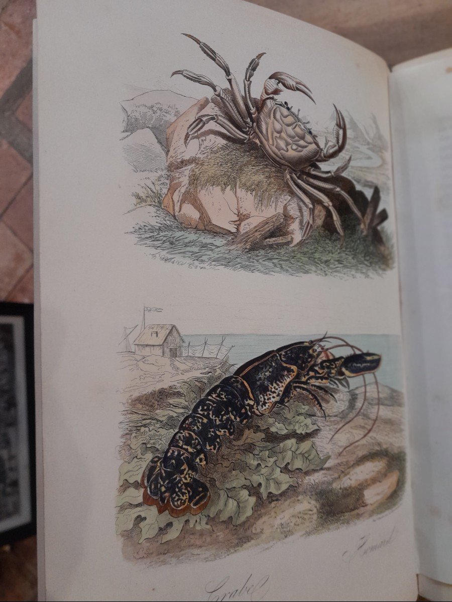Livre Ancien Achille Comte  Musée De Histoire Naturelle -photo-4