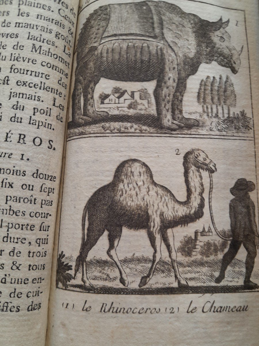 Livre Ancien Le Petit Buffon Des Enfants Ou Extrait d'Histoire Naturelle-photo-1