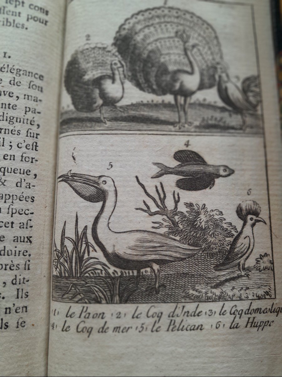 Livre Ancien Le Petit Buffon Des Enfants Ou Extrait d'Histoire Naturelle-photo-2