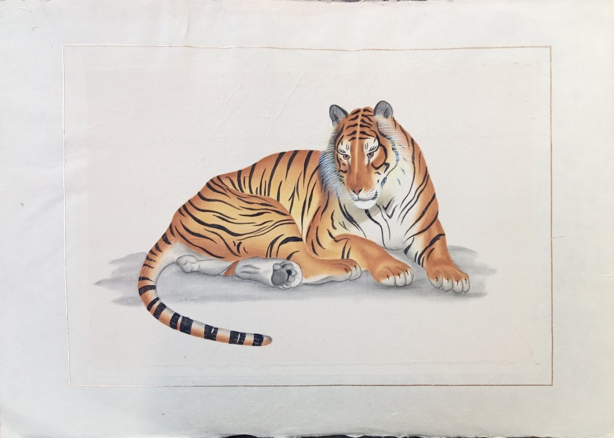 Watercolor Lying Tiger, Signed La Roche Laffitte, On Silk, 20th Century-photo-2