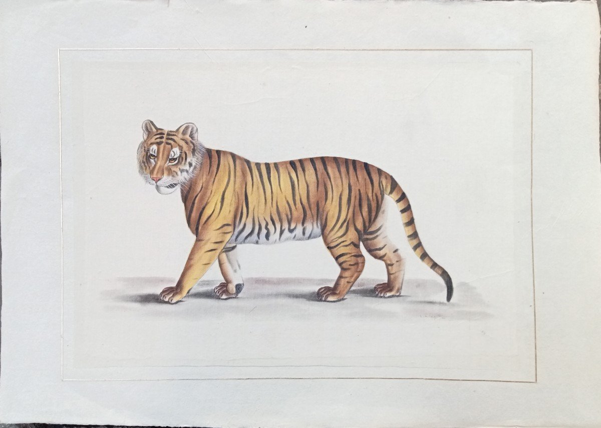 Watercolor Walking Tiger, On Japanese Paper, Signed La Roche Laffitte, 20th Century-photo-2