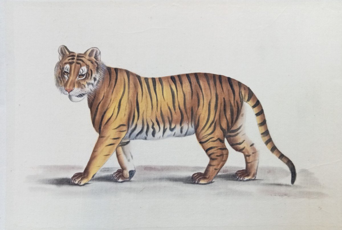 Watercolor Walking Tiger, On Japanese Paper, Signed La Roche Laffitte, 20th Century-photo-1