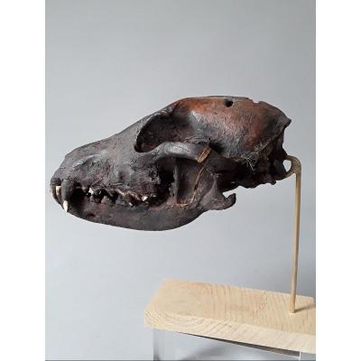 Timor Dog Skull