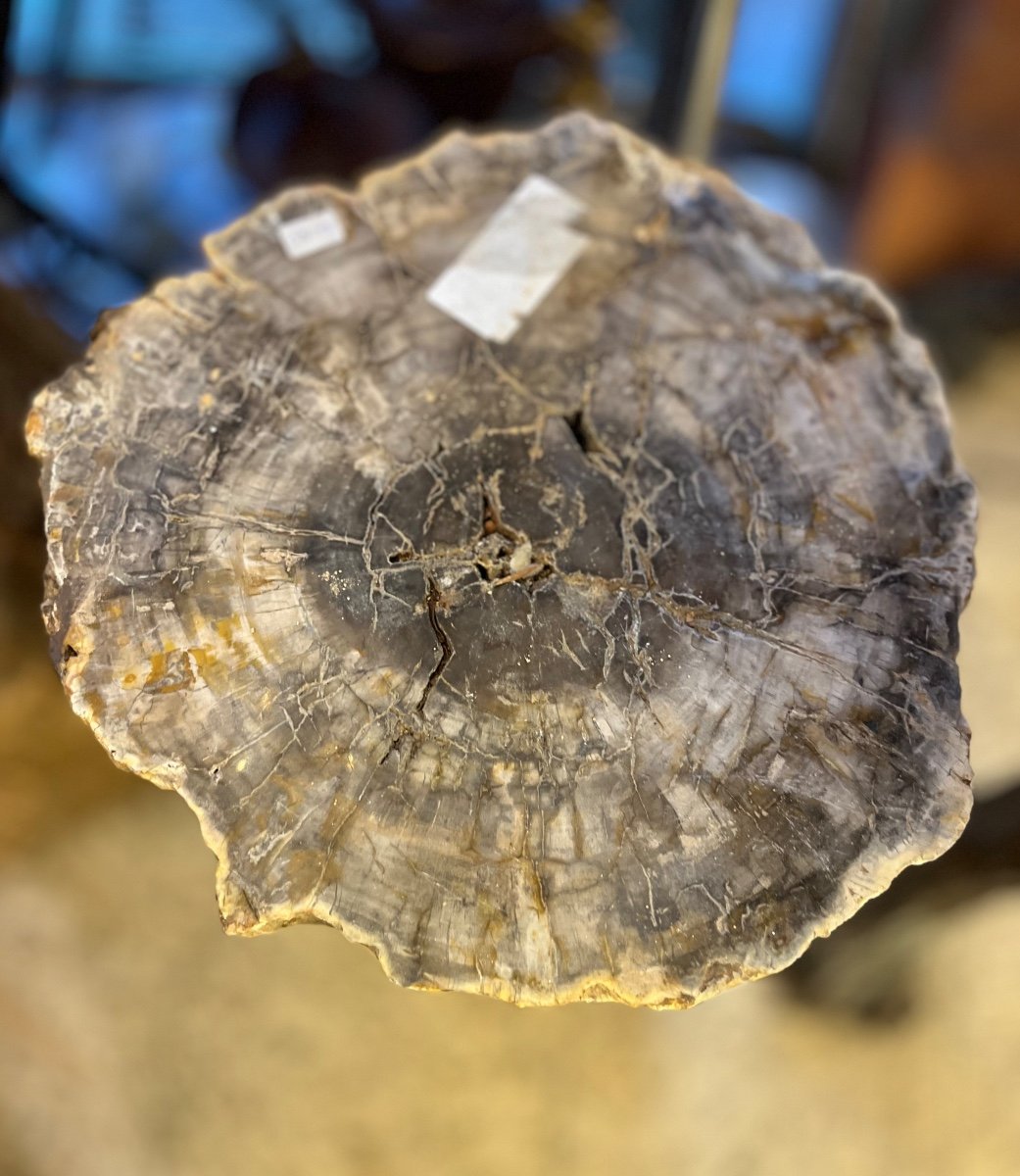 Prehistoric Fossilized Wood Trunks-photo-3