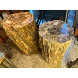 Prehistoric Fossilized Wood Trunks