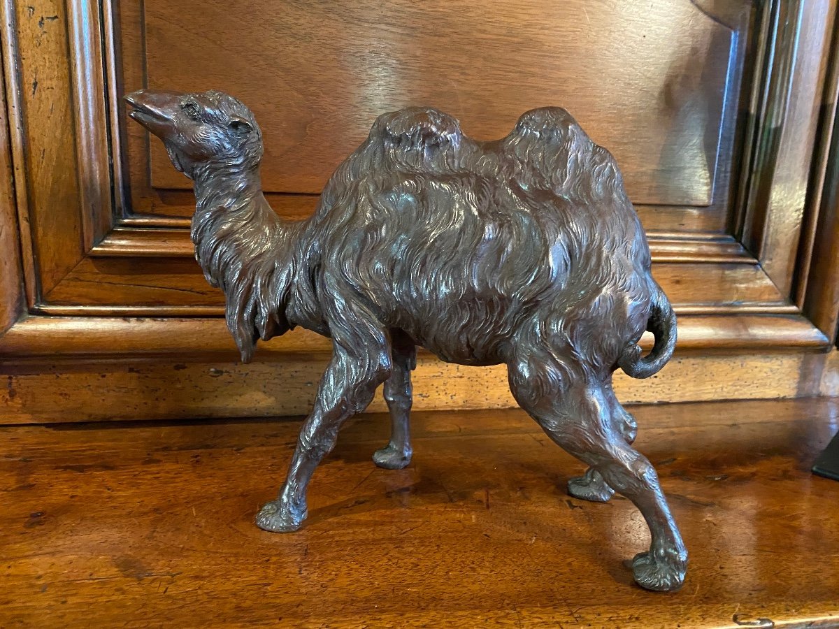 Japan Meiji Era, Large Realistic Camel In Bronze , With Signature -photo-2