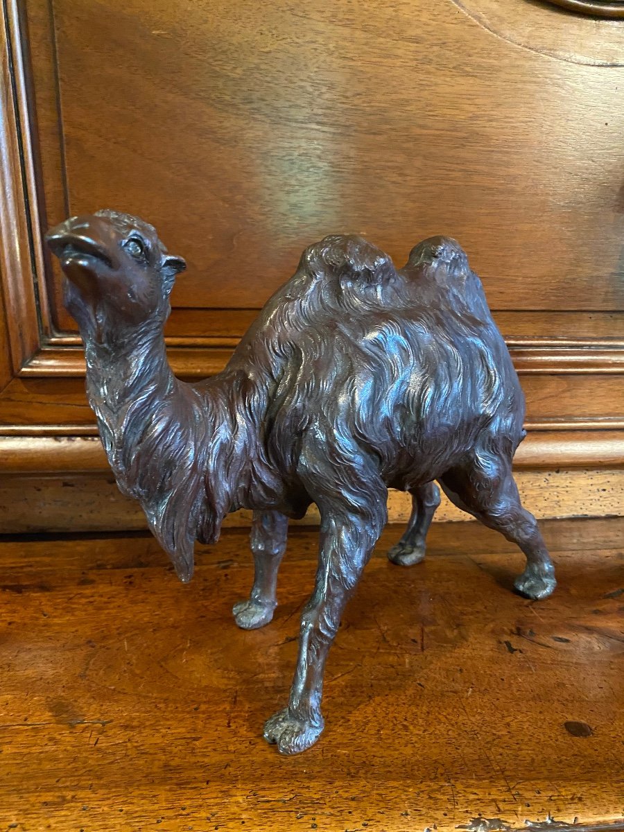 Japan Meiji Era, Large Realistic Camel In Bronze , With Signature -photo-4