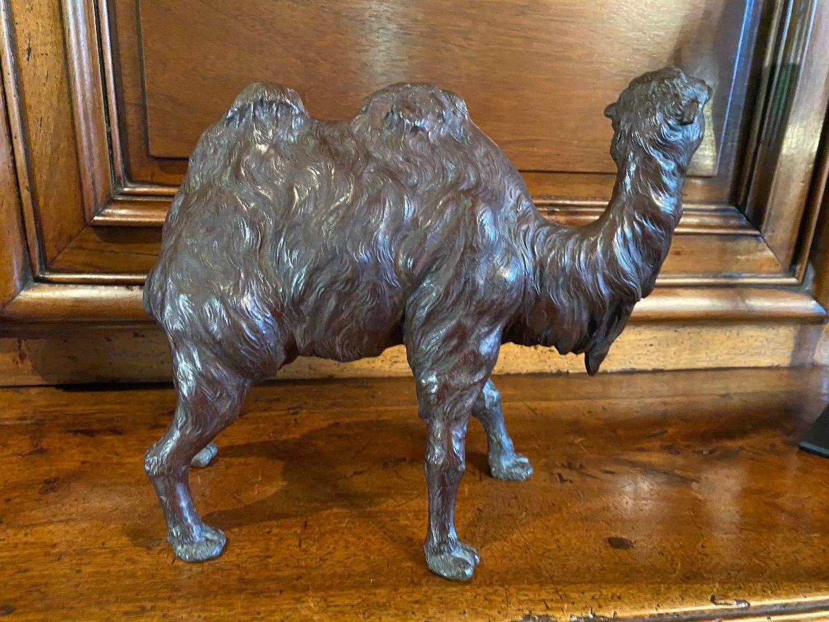 Japan Meiji Era, Large Realistic Camel In Bronze , With Signature -photo-2