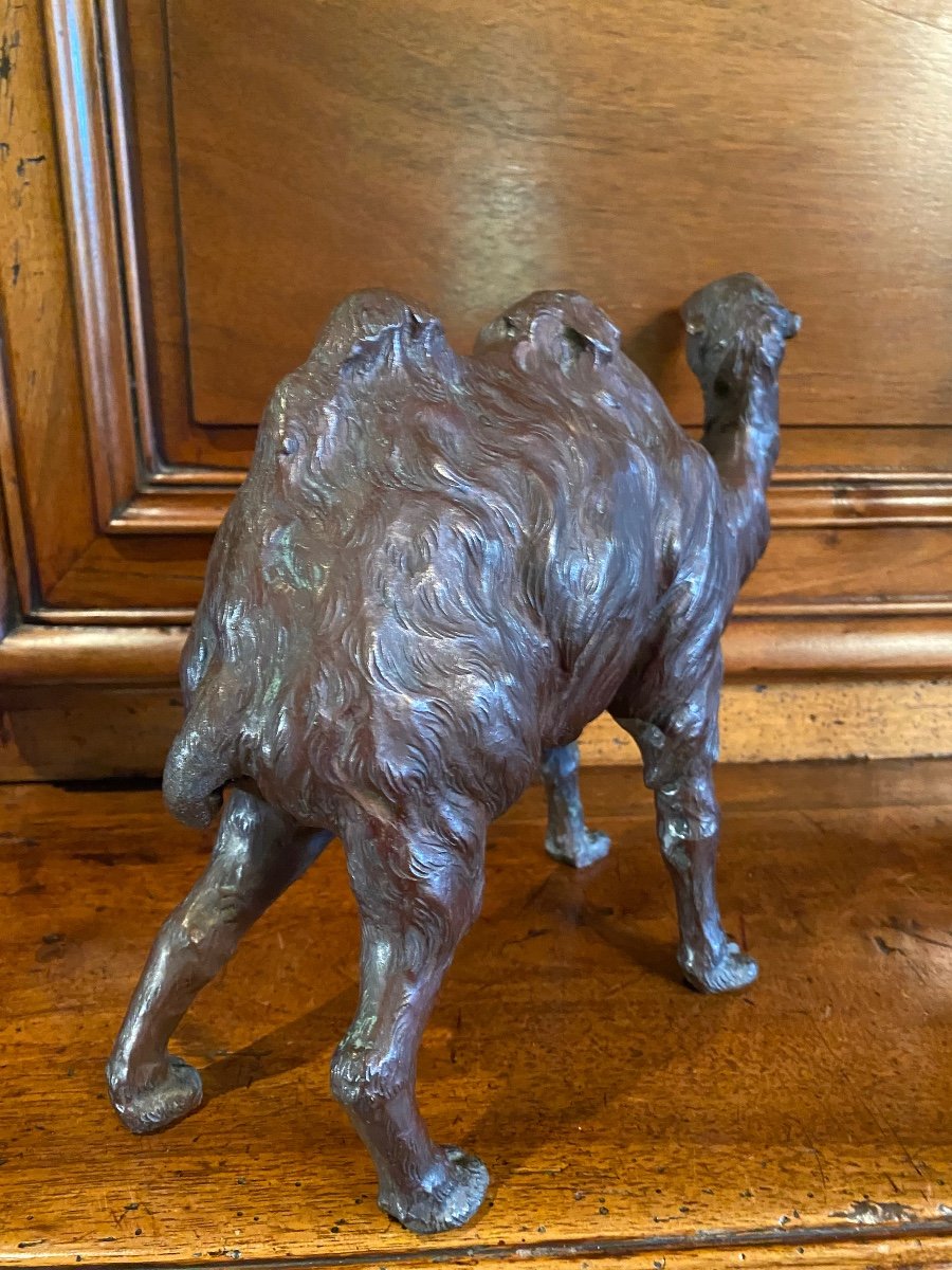 Japan Meiji Era, Large Realistic Camel In Bronze , With Signature -photo-3